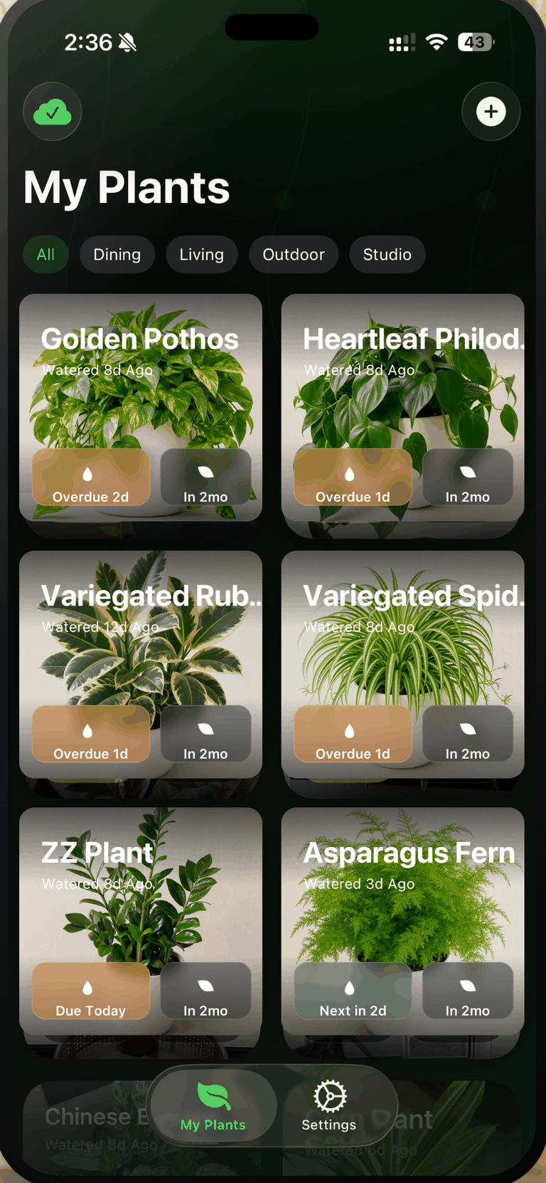 The Plant Assistant My Plants grid on iPhone, with room filters for All, Dining, Living, Outdoor and Studio. Six photographed plants are listed: Golden Pothos Overdue 2d; Heartleaf Philod., Variegated Rub. and Variegated Spid. each Overdue 1d; ZZ Plant Due Today; Asparagus Fern Next in 2d. Every card also shows feeding due In 2mo.